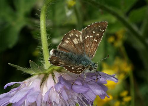 Pyrgus sp.