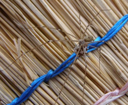 Holocnemus pluchei