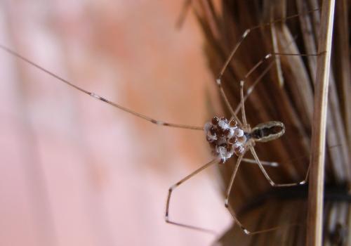 Holocnemus pluchei