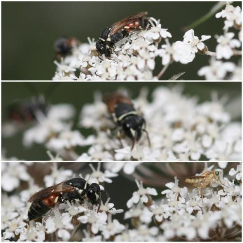 Réf. 74 311 : Hylaeus variegatus