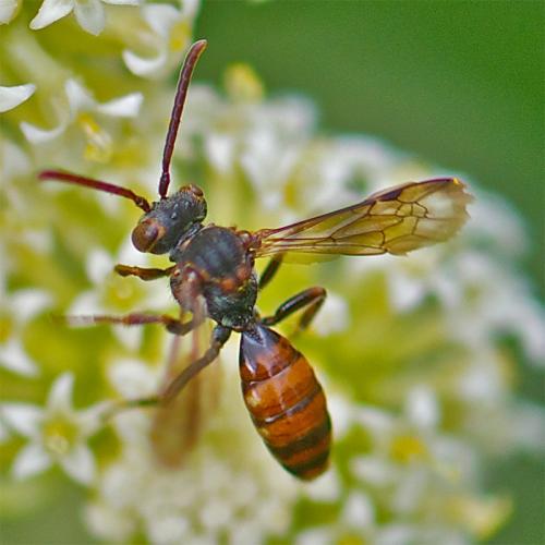 Nomada flavoguttata