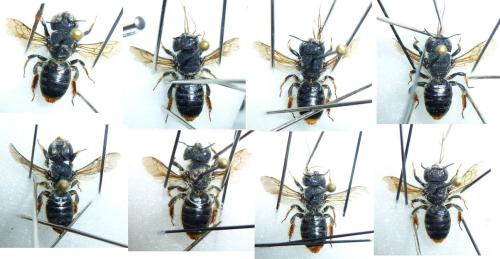 Lithurgus chrysurus