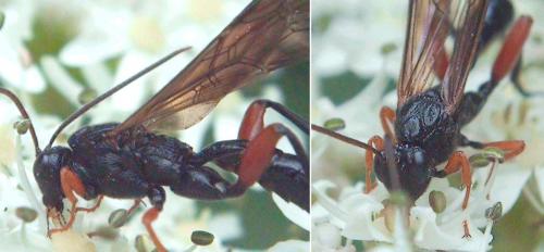 Réf. 74 035 : Phaenolobus terebrator
