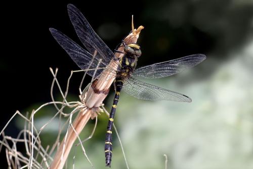Réf. 74 873 : Cordulegaster bidentata