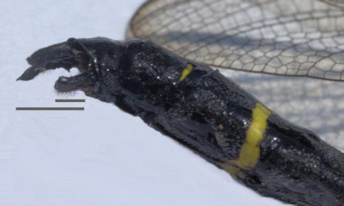 Réf. 74 896 : Cordulegaster bidentata
