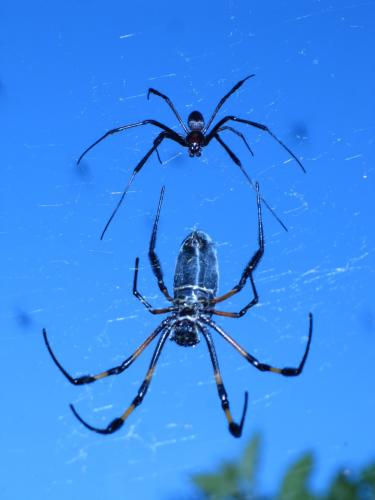 Réf. 74 915 : Trichonephila inaurata
