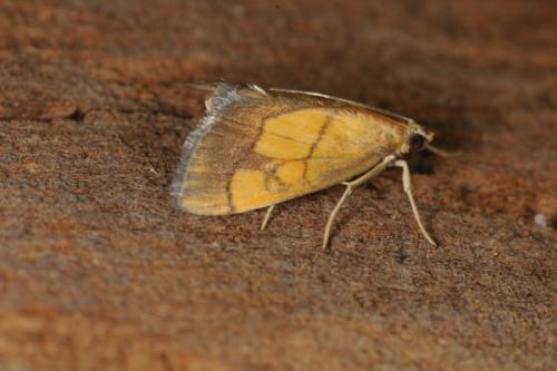 Réf. 74 740 : Evergestis limbata