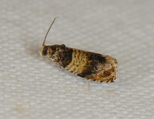 Réf. 74 194 : Celypha aurofasciana