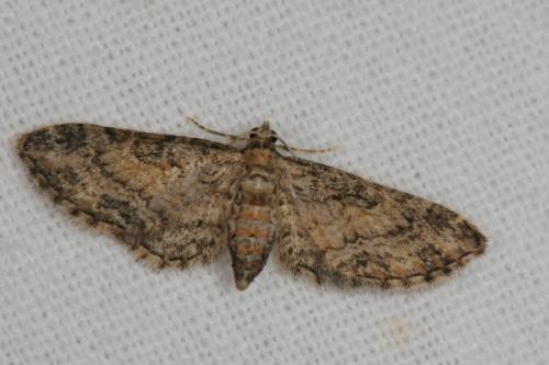 Réf. 74 234 : Eupithecia inturbata