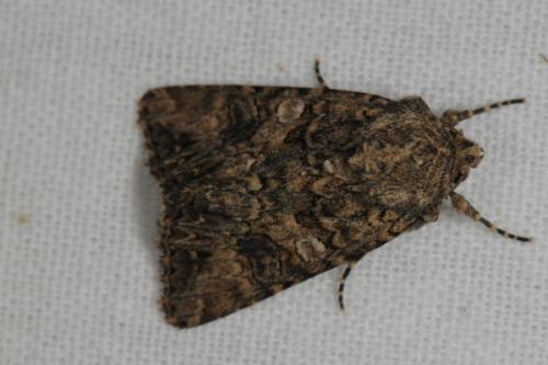 Anarta pugnax