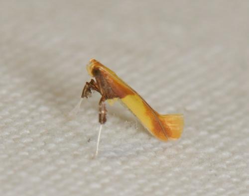Réf. 74 360 : Caloptilia sp.