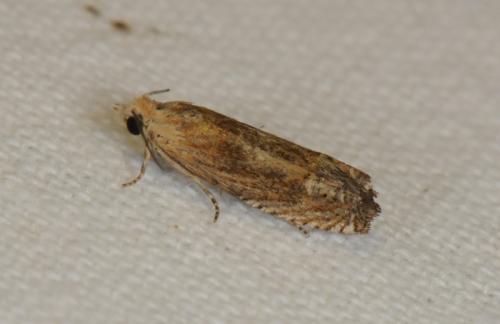 Eucosma sp.