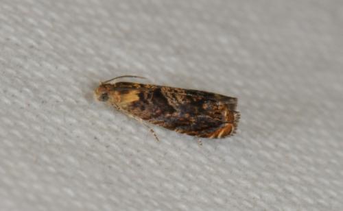 Réf. 74 406 : Grapholita janthinana