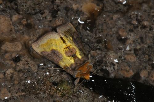 Réf. 74 474 : Diachrysia sp.