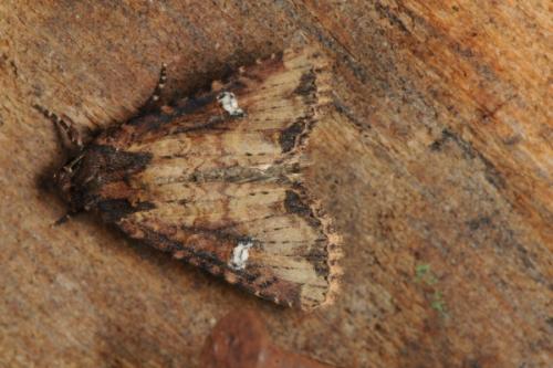 Réf. 74 539 : Mesapamea sp.
