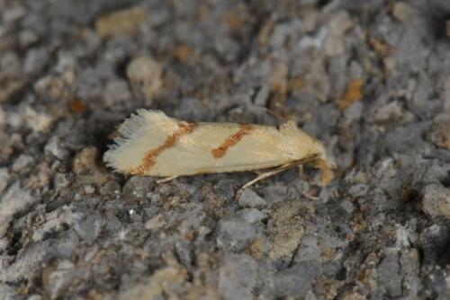 Réf. 74 964 : Aethes sp.