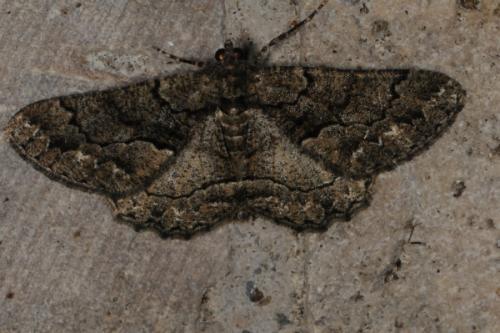 Réf. 74 956 : Peribatodes ilicaria
