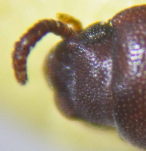 Palorus sp.