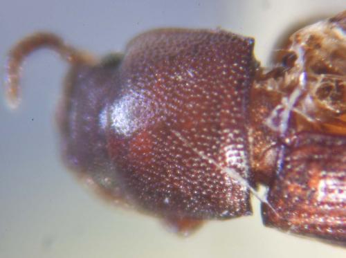 Palorus sp.