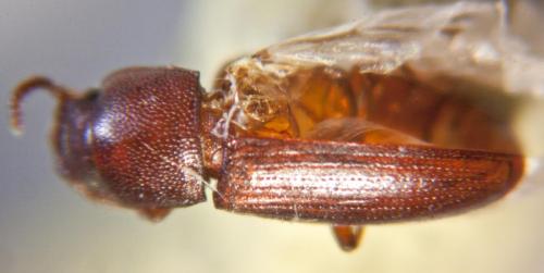 Palorus sp.