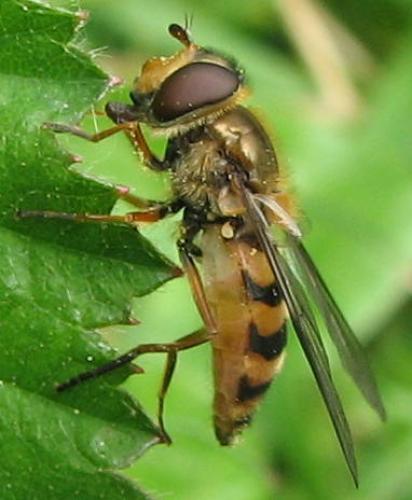 Réf. 74 898 : Parasyrphus nigritarsis
