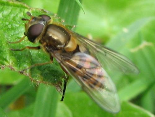 Réf. 74 899 : Parasyrphus nigritarsis