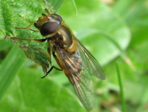 Réf. 74 900 : Parasyrphus nigritarsis