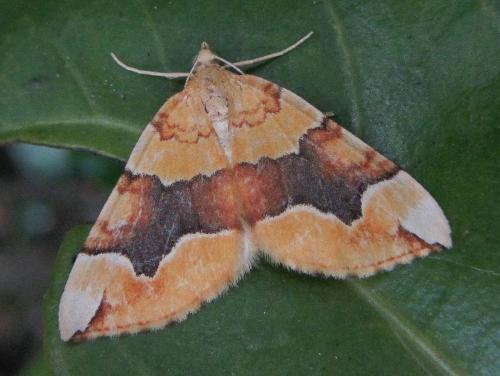 Réf. 74 434 : Cidaria fulvata