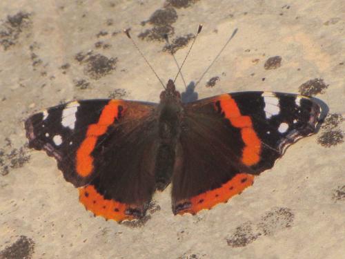 Vanessa atalanta