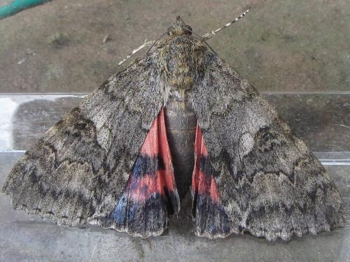 Réf. 74 612 : Catocala nupta