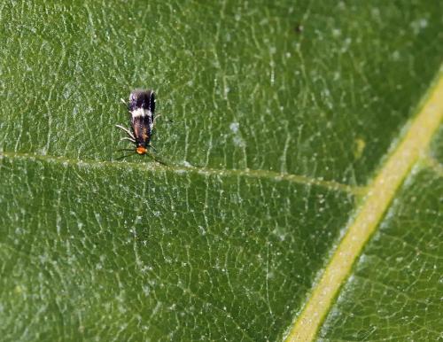 Réf. 74 631 : Stigmella sp.