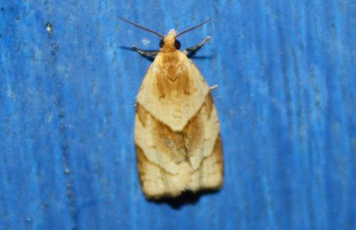 Réf. 74 773 : Clepsis rurinana