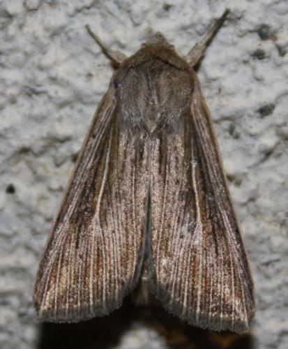 Mythimna riparia
