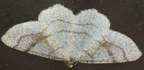 Réf. 74 557 : Adactylotis contaminaria