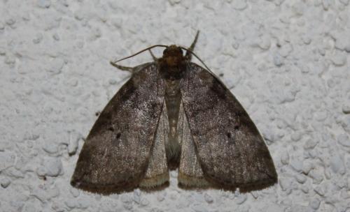 Ochropacha duplaris