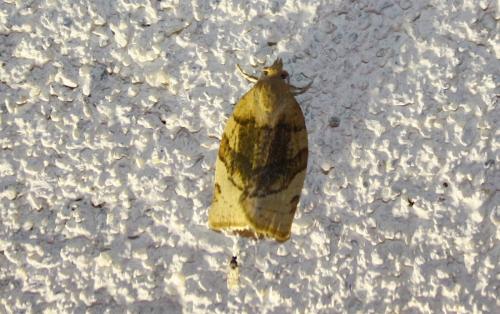 Pandemis cerasana