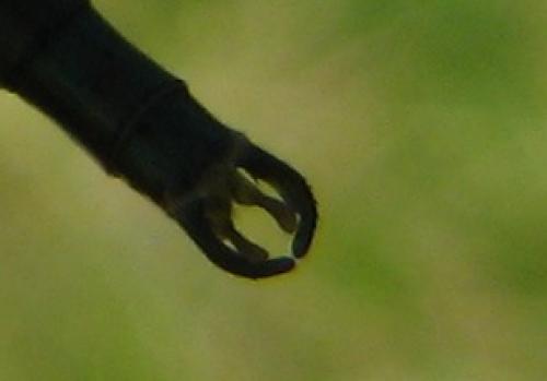 Lestes dryas