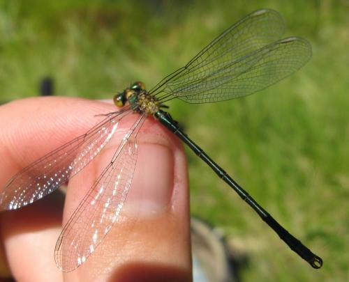 Lestes dryas