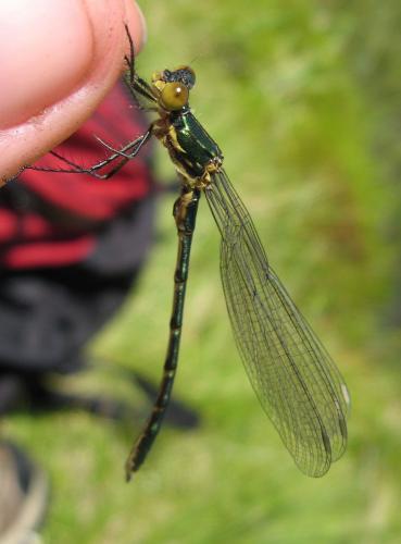 Lestes dryas