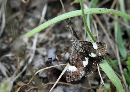 Tyta luctuosa