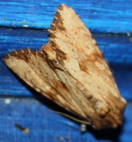 Réf. 74 714 : Apamea sublustris