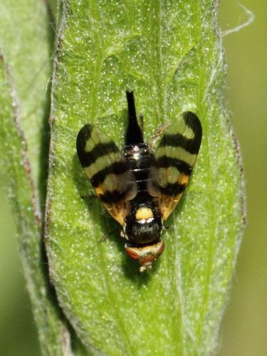 Réf. 74 089 : Urophora jaceana