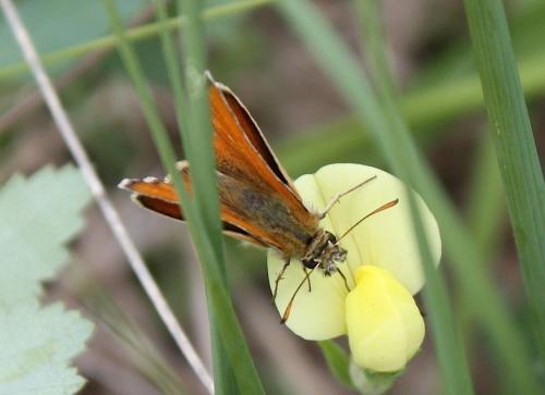 Thymelicus sylvestris