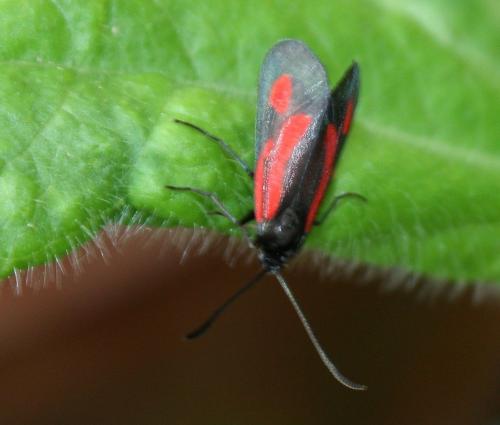 Zygaena romeo