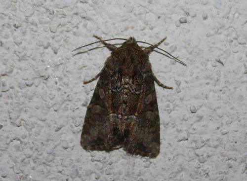 Réf. 74 881 : Oligia sp.