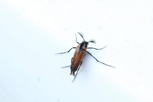 Metoecus paradoxus