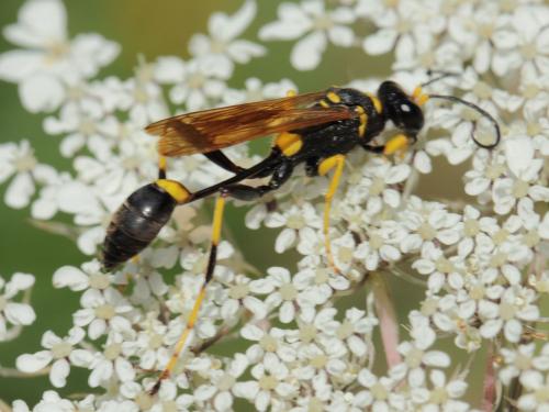 Réf. 74 183 : Sceliphron caementarium