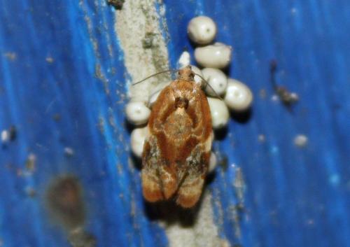 Réf. 74 097 : Ditula angustiorana