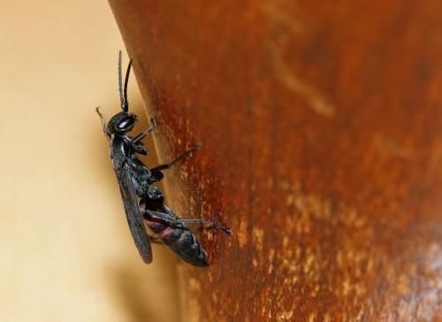 Aporus unicolor