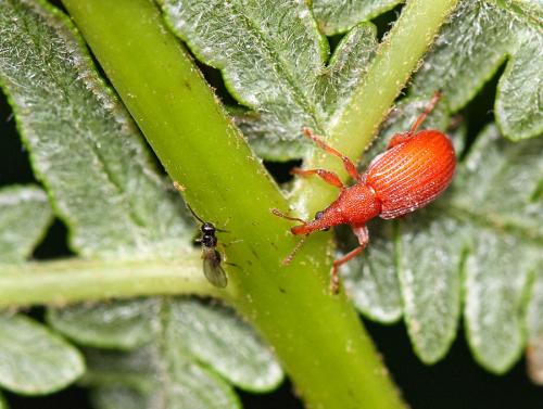 Réf. 74 542 : Apion frumentarium